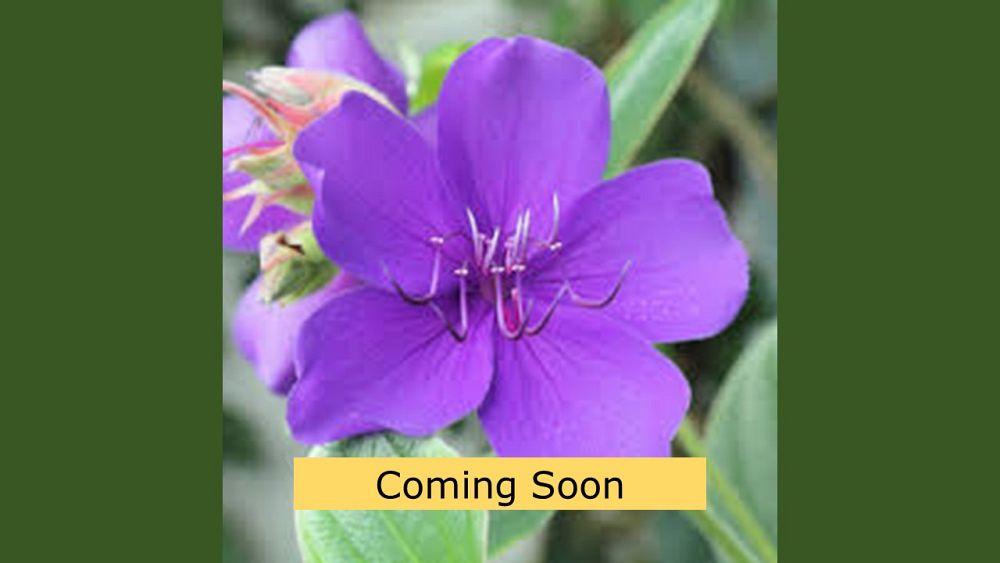 tibouchina-urvilleana-glory-bush-princess-flower-tibouchina-semidecandra