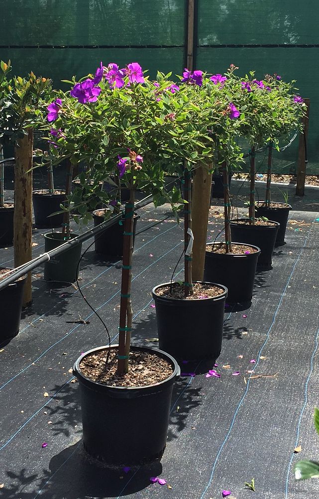 tibouchina-urvilleana-glory-bush-princess-flower-tibouchina-semidecandra