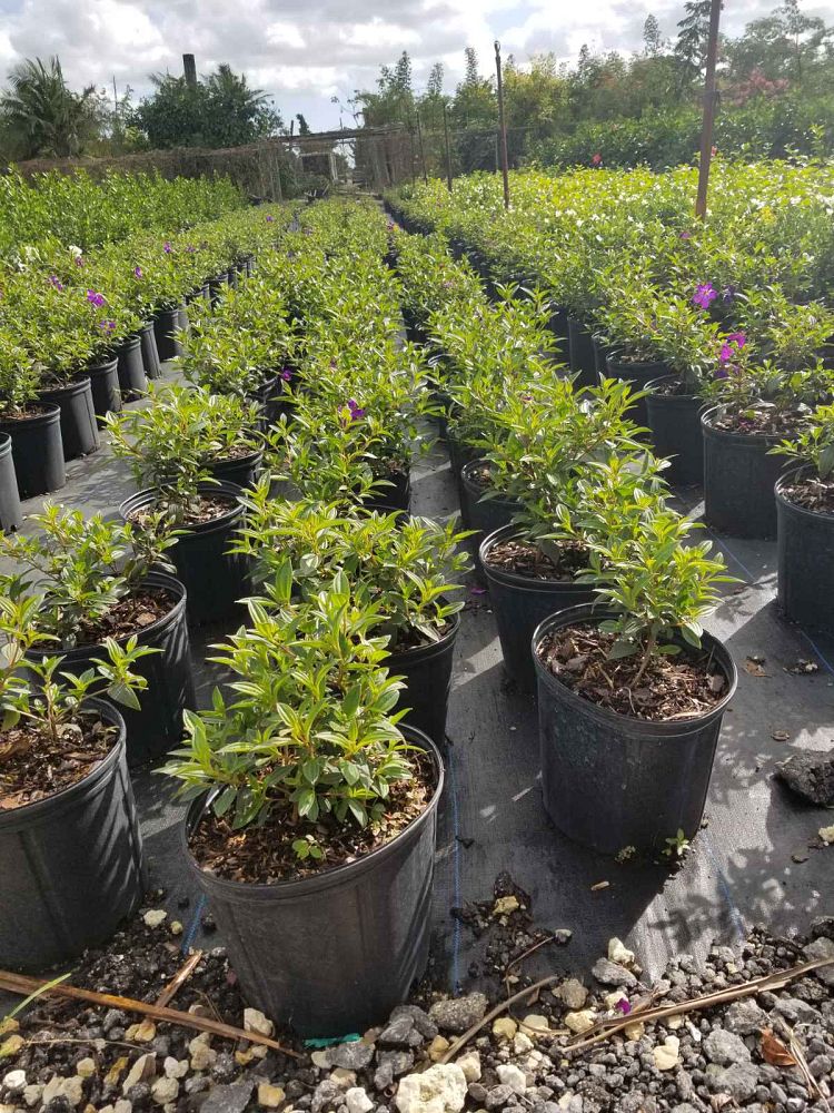 tibouchina-urvilleana-glory-bush-princess-flower-tibouchina-semidecandra