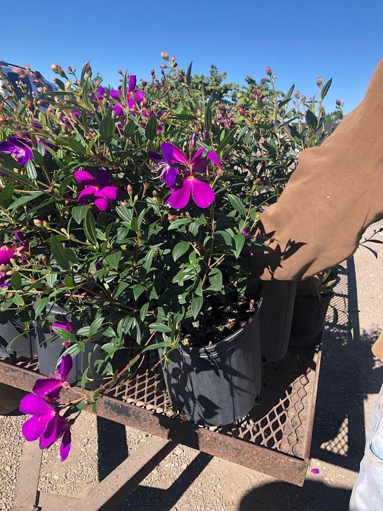 tibouchina-urvilleana-glory-bush-princess-flower-tibouchina-semidecandra