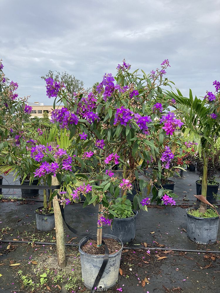 tibouchina-urvilleana-glory-bush-princess-flower-tibouchina-semidecandra