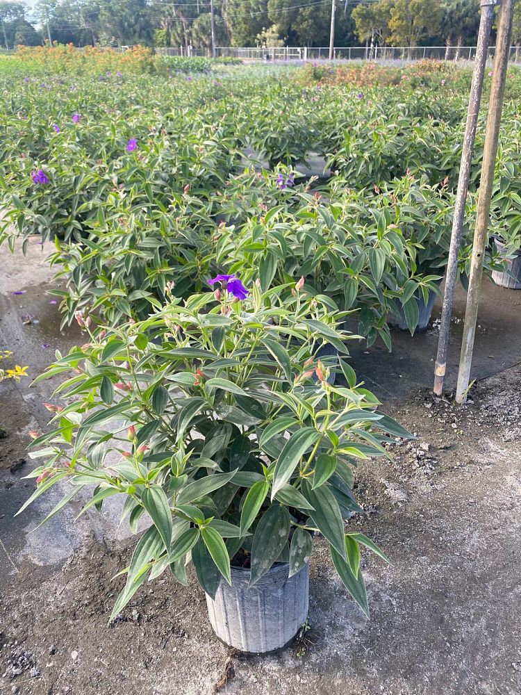 tibouchina-urvilleana-glory-bush-princess-flower-tibouchina-semidecandra