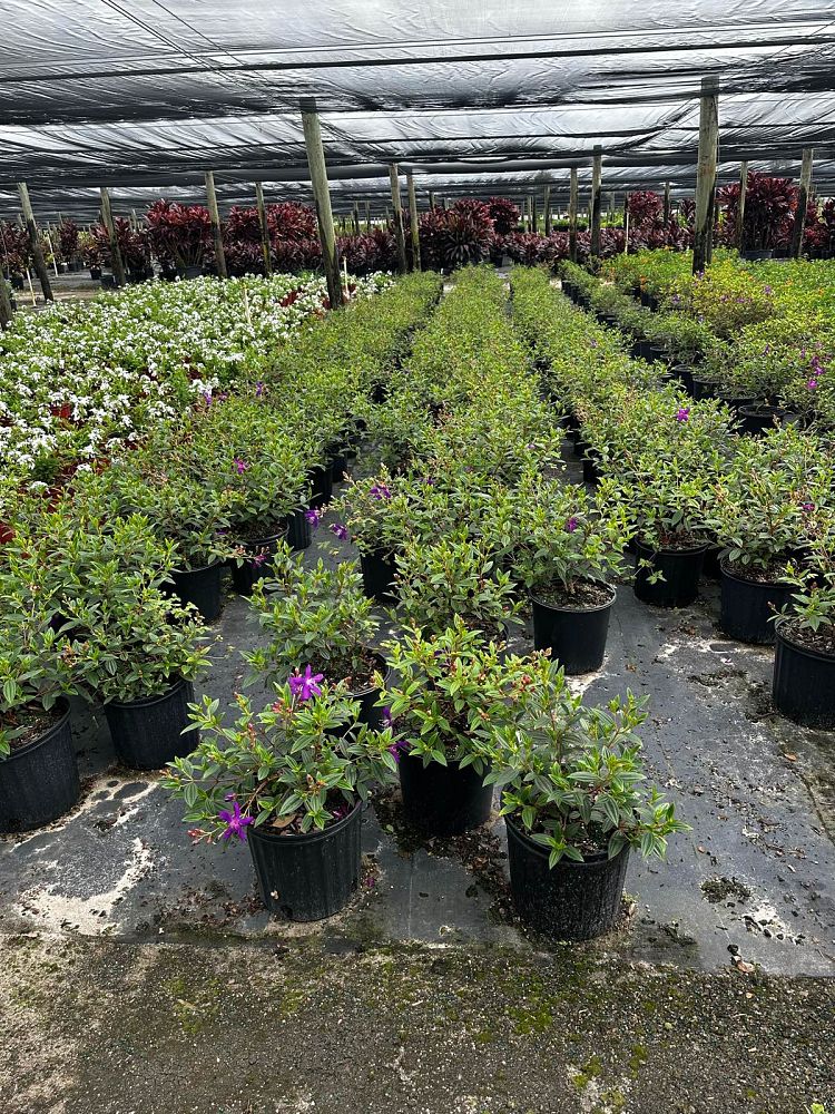tibouchina-urvilleana-glory-bush-princess-flower-tibouchina-semidecandra