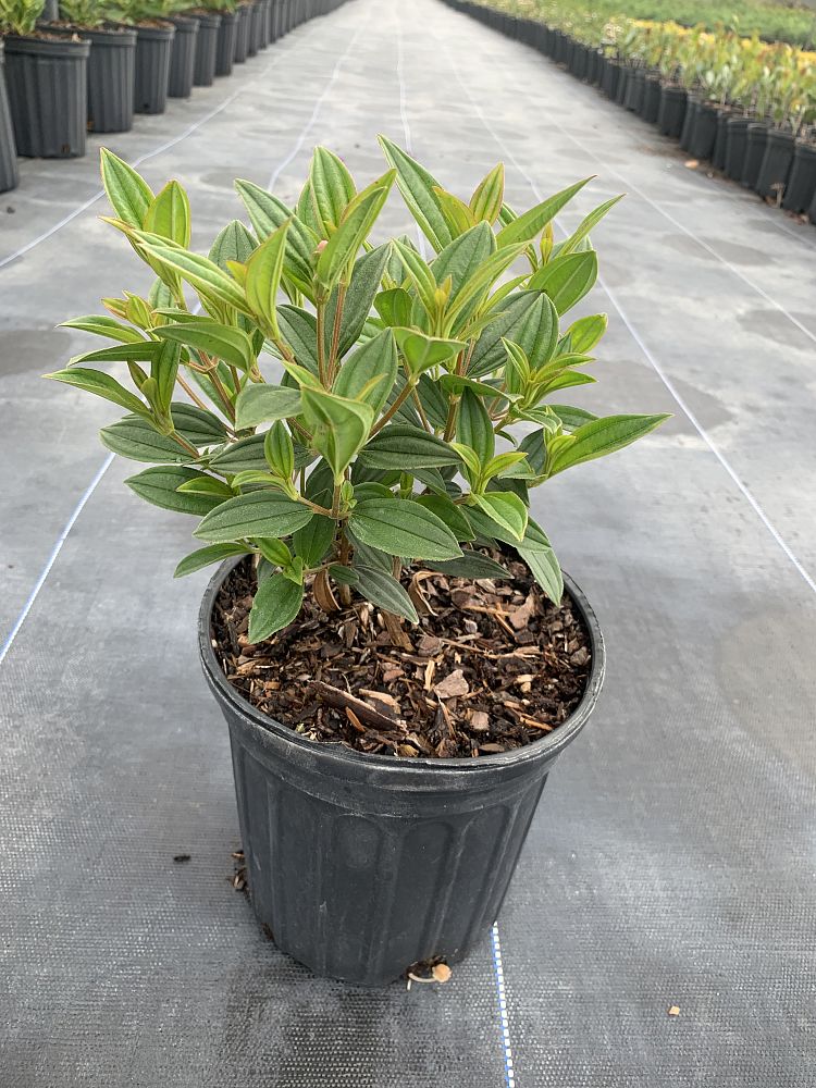 tibouchina-urvilleana-glory-bush-princess-flower-tibouchina-semidecandra