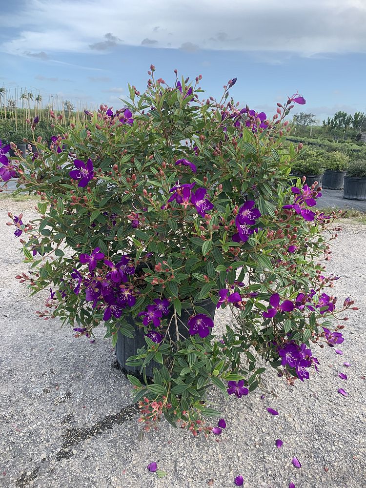 tibouchina-urvilleana-glory-bush-princess-flower-tibouchina-semidecandra