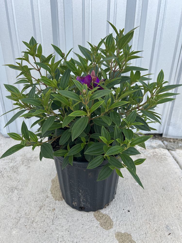 tibouchina-urvilleana-glory-bush-princess-flower-tibouchina-semidecandra