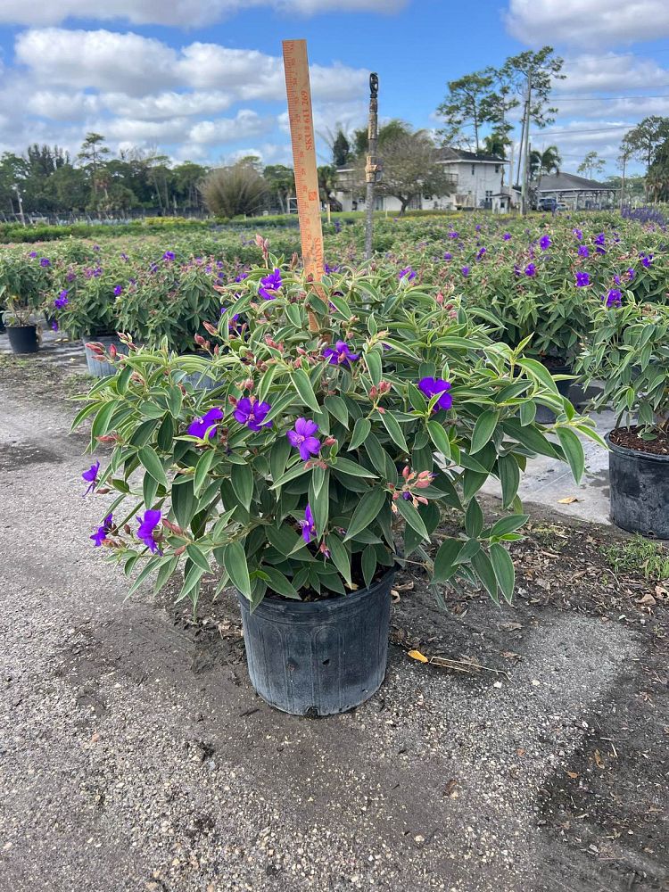tibouchina-urvilleana-glory-bush-princess-flower-tibouchina-semidecandra