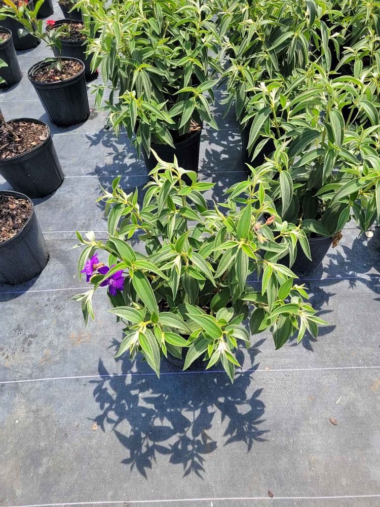 tibouchina-urvilleana-glory-bush-princess-flower-tibouchina-semidecandra
