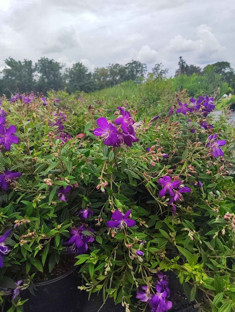 tibouchina-urvilleana-glory-bush-princess-flower-tibouchina-semidecandra