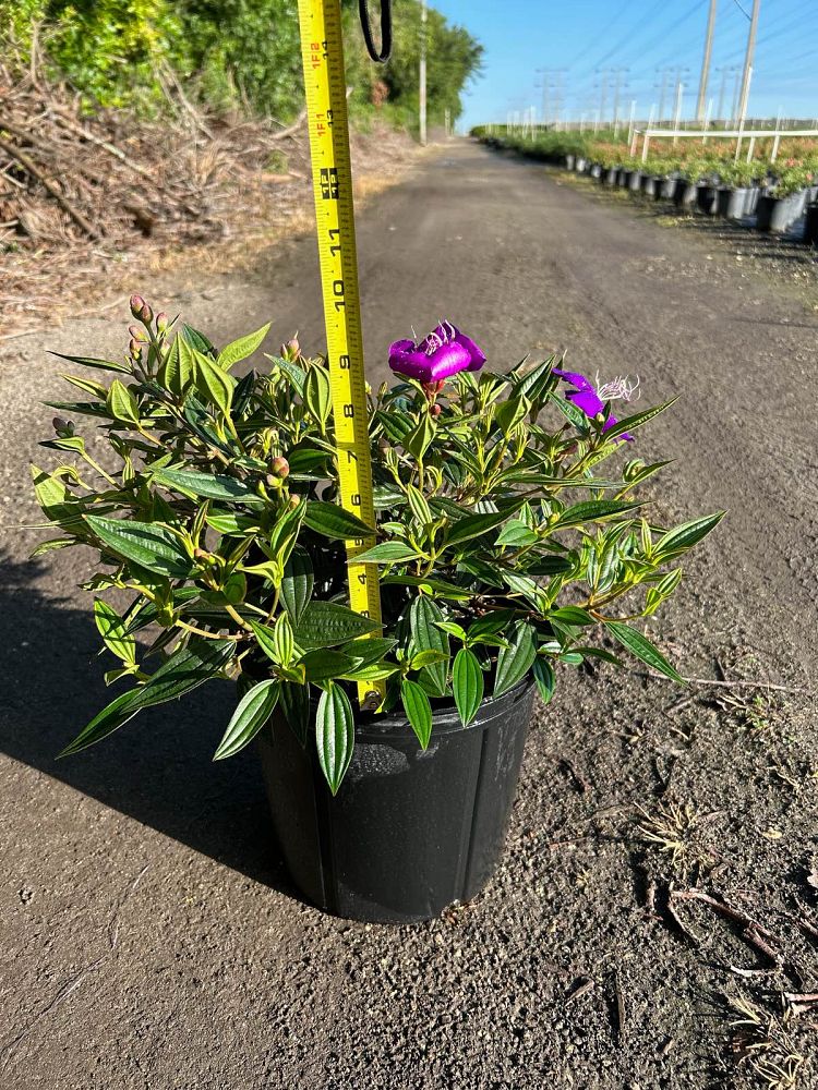 tibouchina-urvilleana-jules-glory-bush-princess-flower-tibouchina-semidecandra