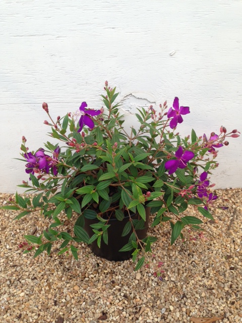 tibuchina-jules-glory-bush