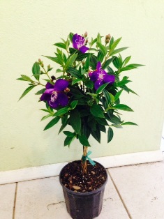 tibuchina-jules-glory-bush