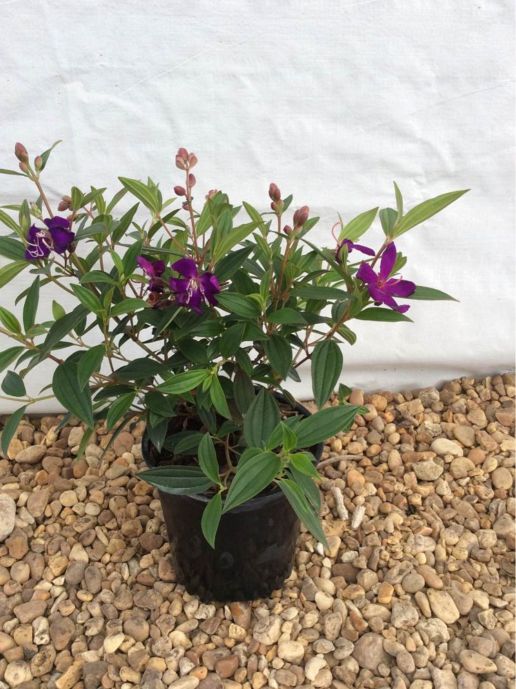 tibuchina-jules-glory-bush
