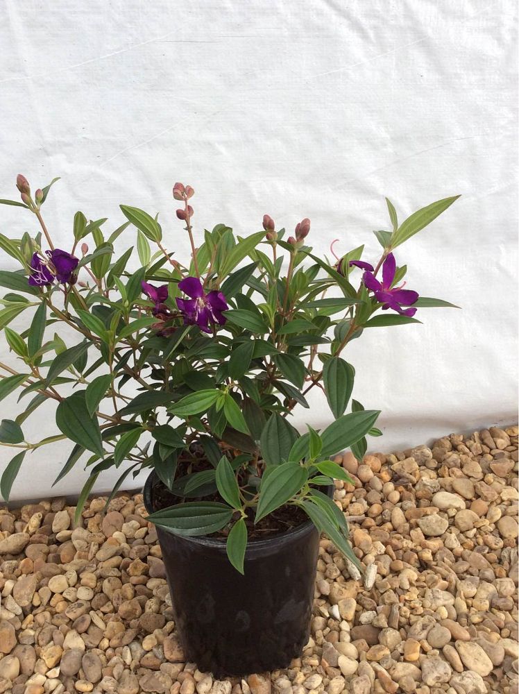 tibuchina-jules-glory-bush