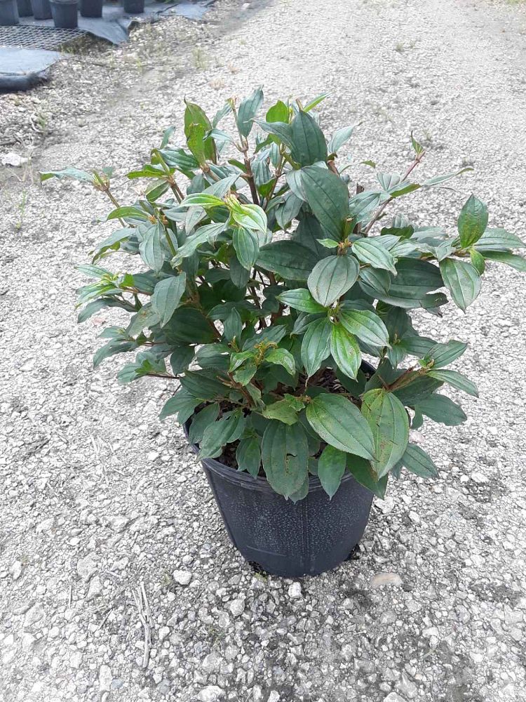 tibuchina-jules-glory-bush