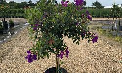 tibuchina-jules-glory-bush