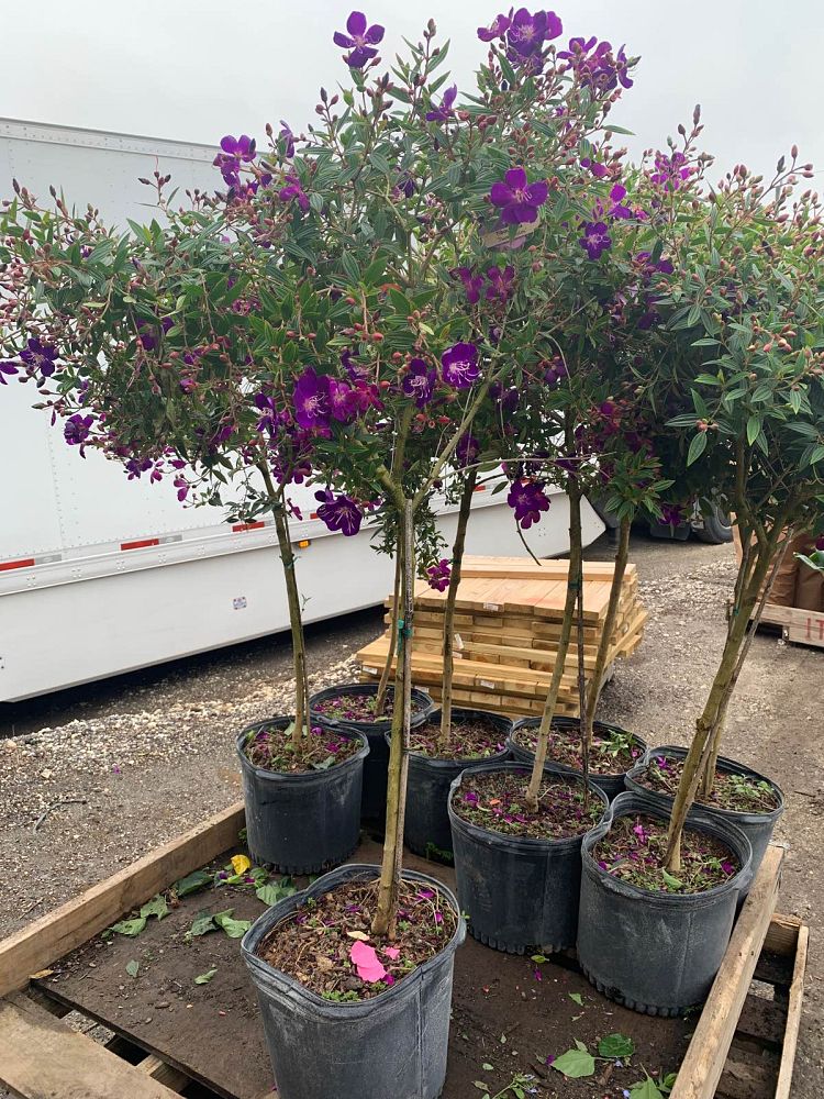 tibuchina-jules-glory-bush