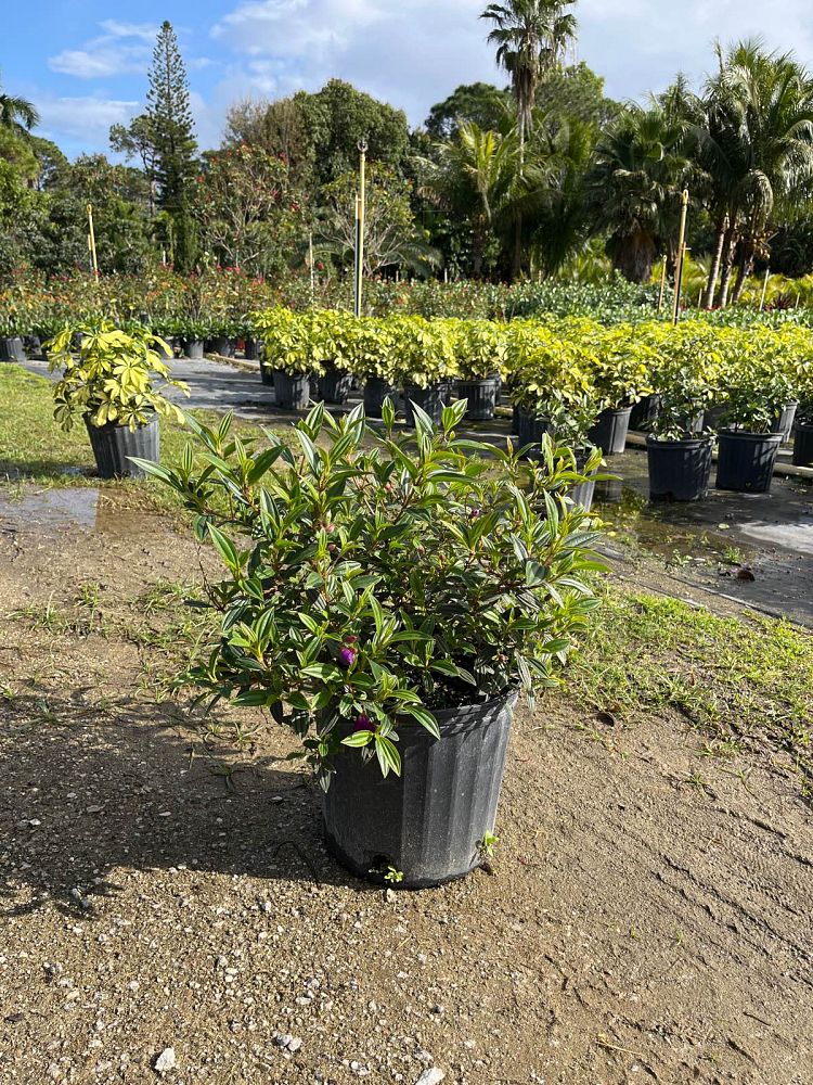 tibuchina-jules-glory-bush
