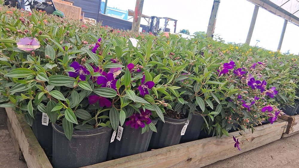 tibuchina-jules-glory-bush
