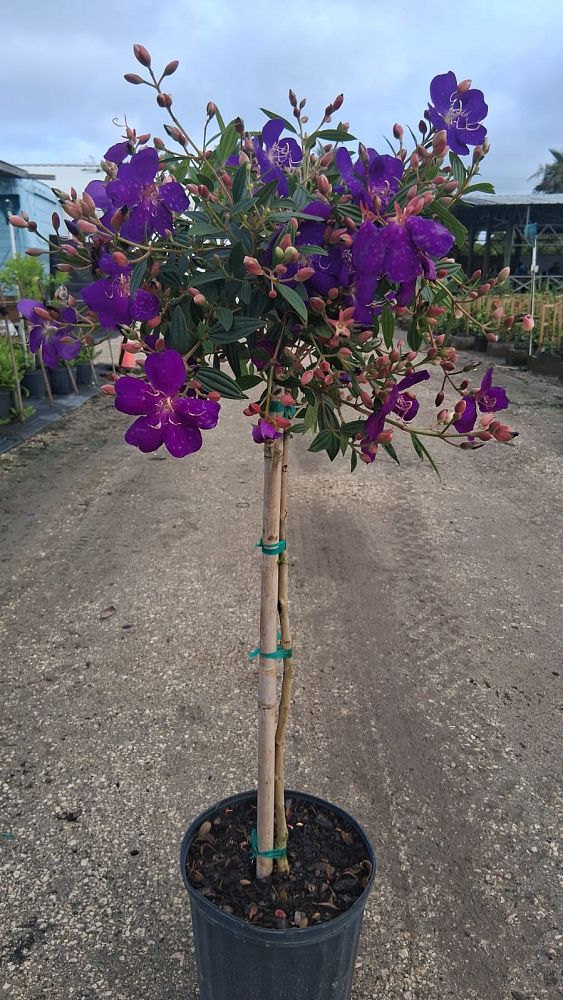 tibuchina-jules-glory-bush