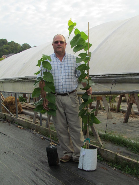 tilia-americana-american-linden-basswood