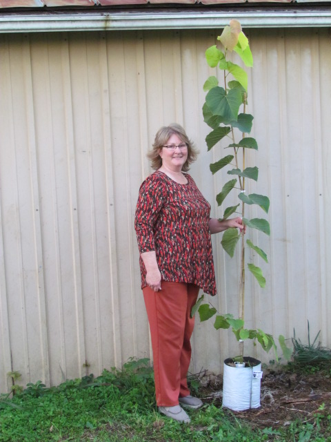 tilia-americana-american-linden-basswood