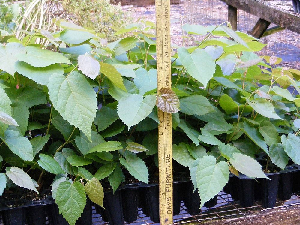 tilia-americana-american-linden-basswood