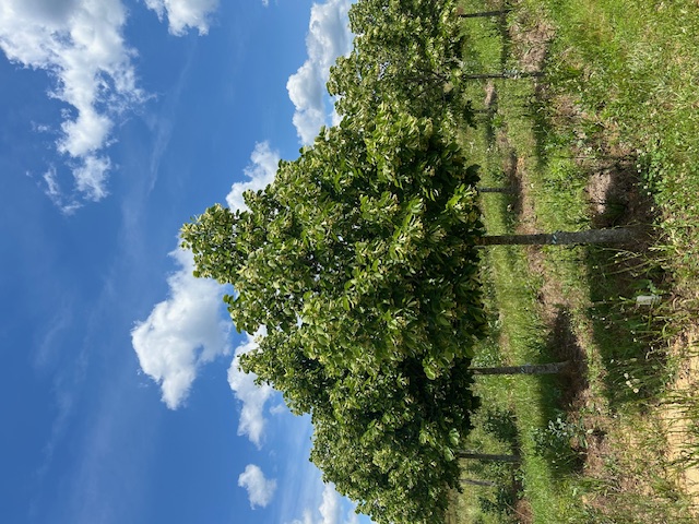 tilia-americana-durable-american-linden