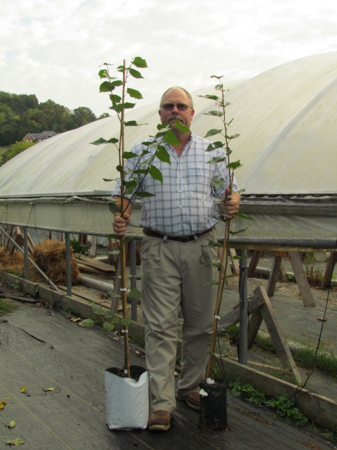 tilia-cordata-littleleaf-linden