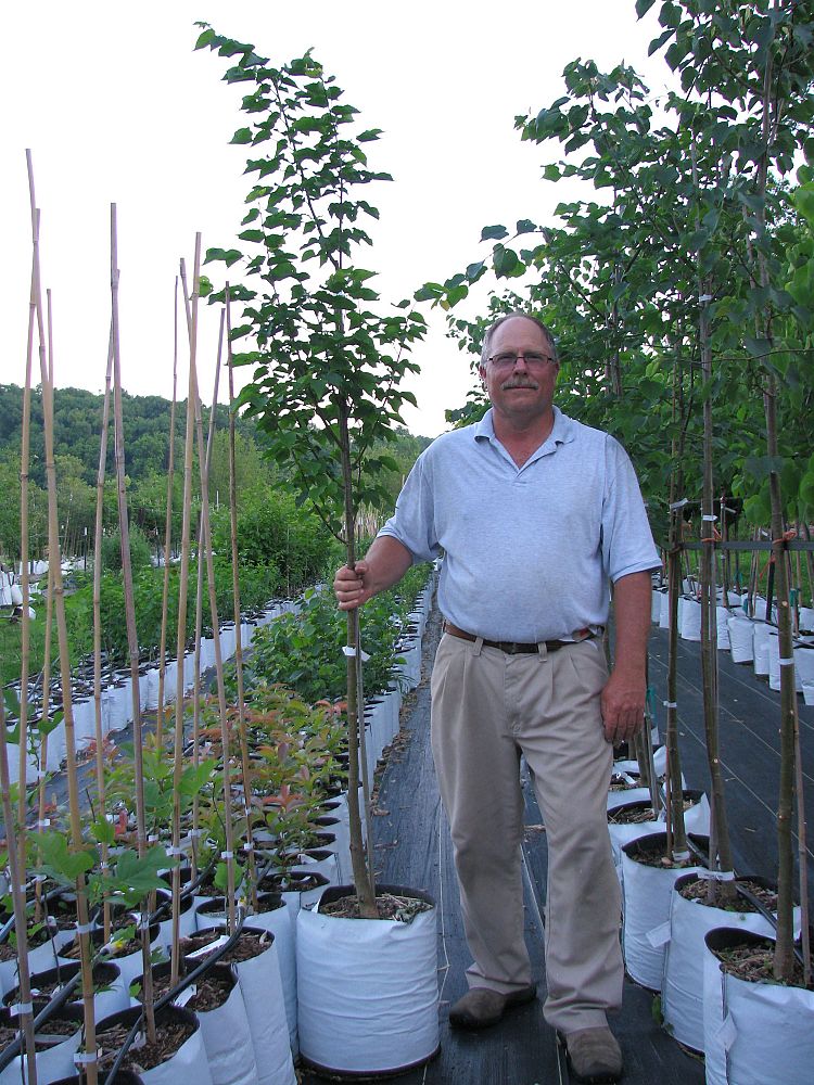 tilia-cordata-littleleaf-linden