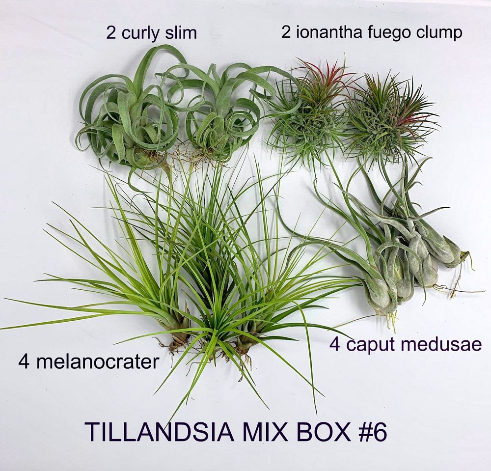 tillandsia-air-plant-bromeliad