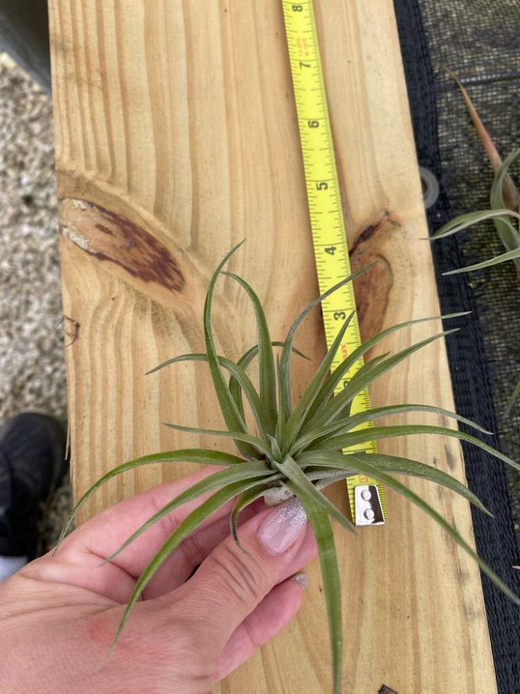 tillandsia-air-plant-bromeliad