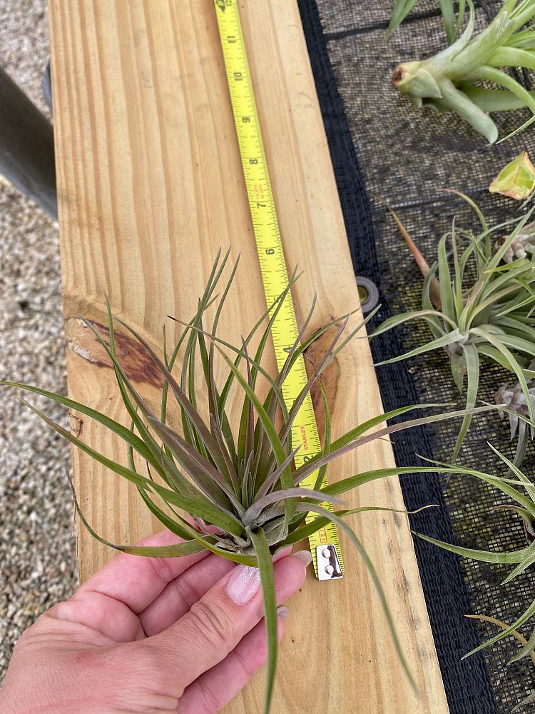 tillandsia-air-plant-bromeliad