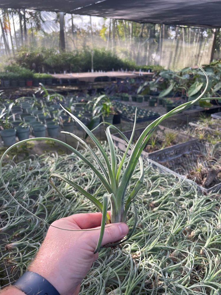 tillandsia-air-plant-bromeliad