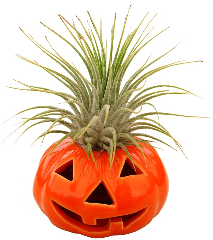 tillandsia-air-plant-bromeliad
