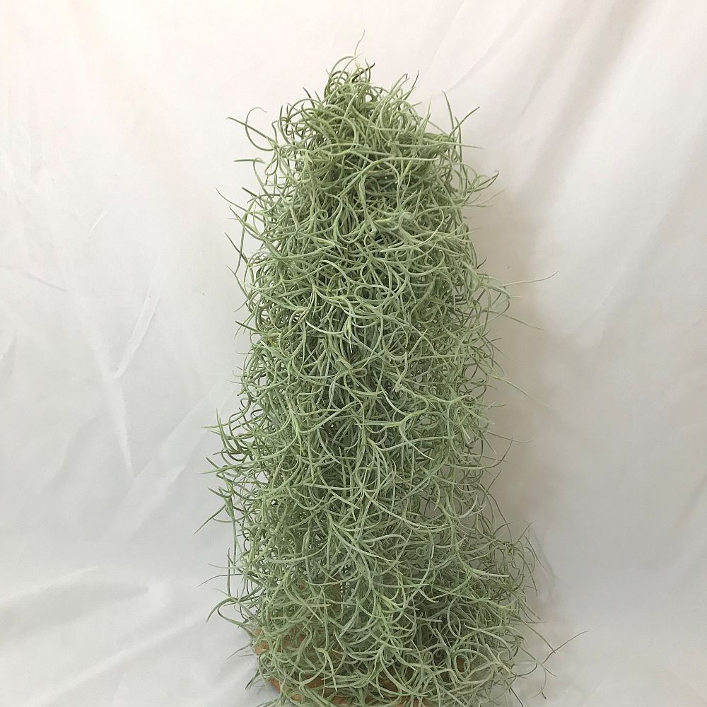 tillandsia-air-plant-bromeliad