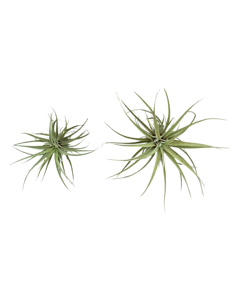 tillandsia-air-plant-bromeliad