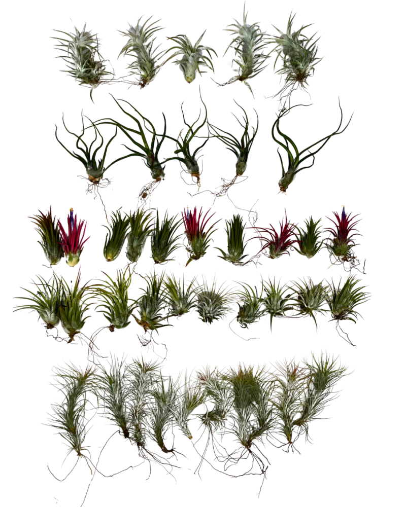 tillandsia-air-plant-bromeliad
