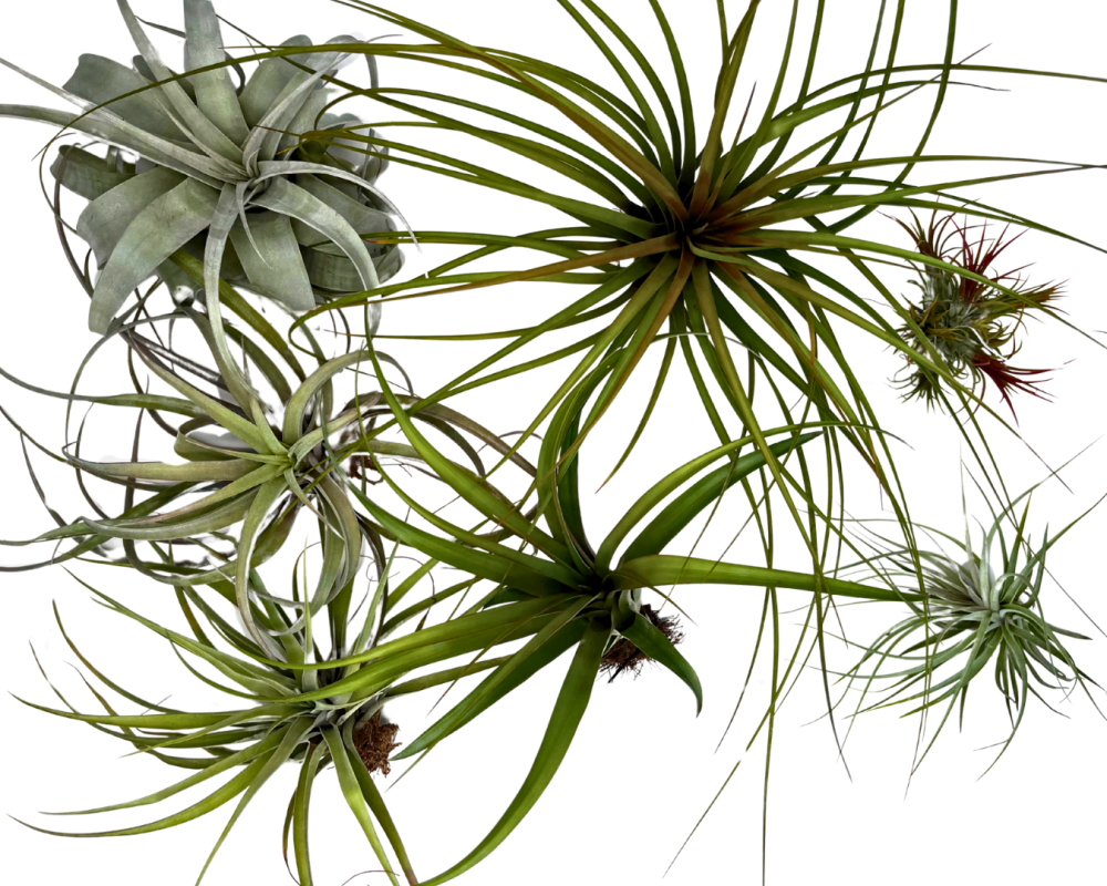 tillandsia-air-plant-bromeliad