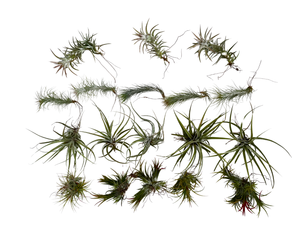 tillandsia-air-plant-bromeliad