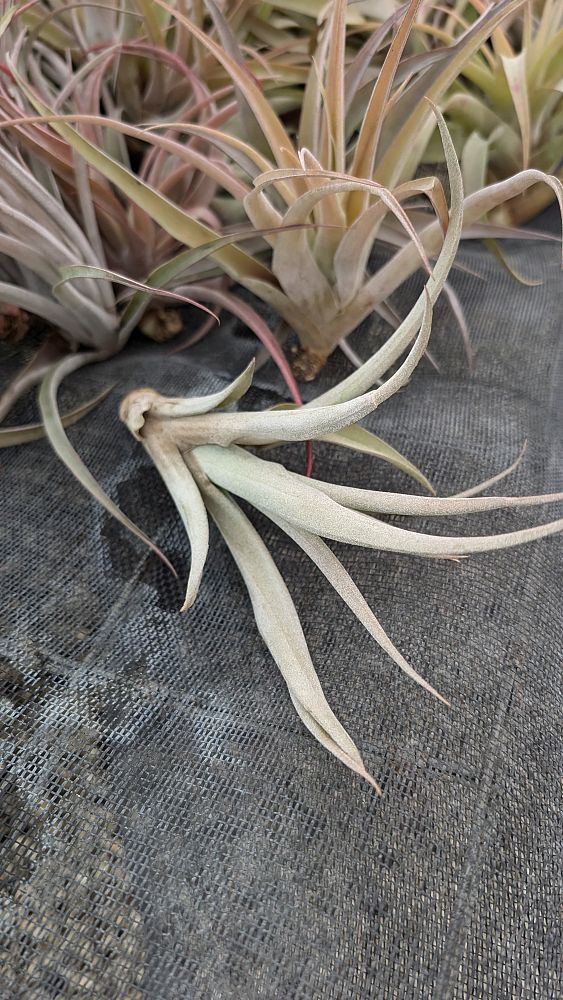 tillandsia-air-plant-bromeliad
