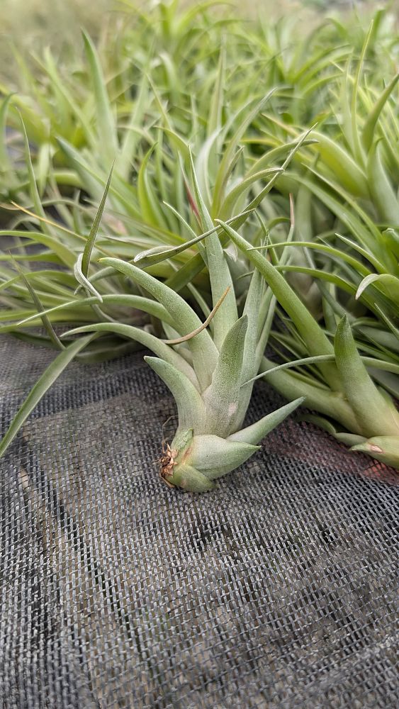 tillandsia-air-plant-bromeliad