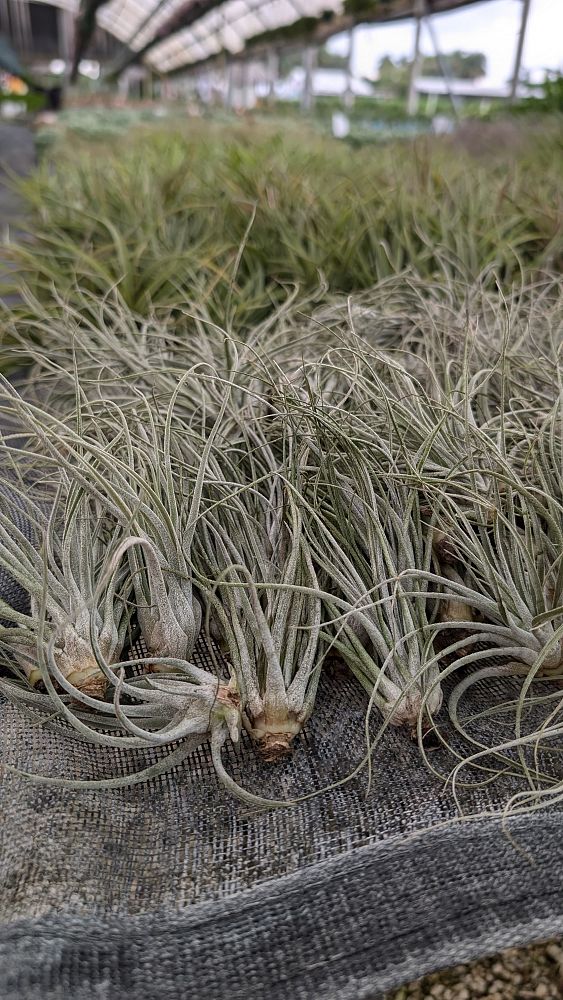 tillandsia-air-plant-bromeliad
