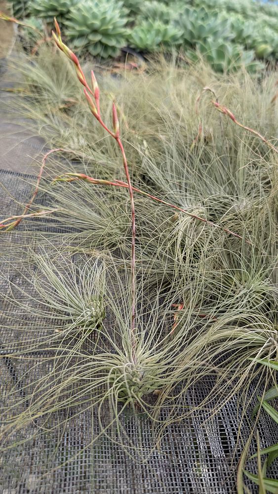 tillandsia-air-plant-bromeliad