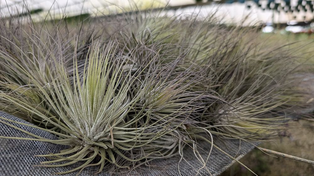 tillandsia-air-plant-bromeliad