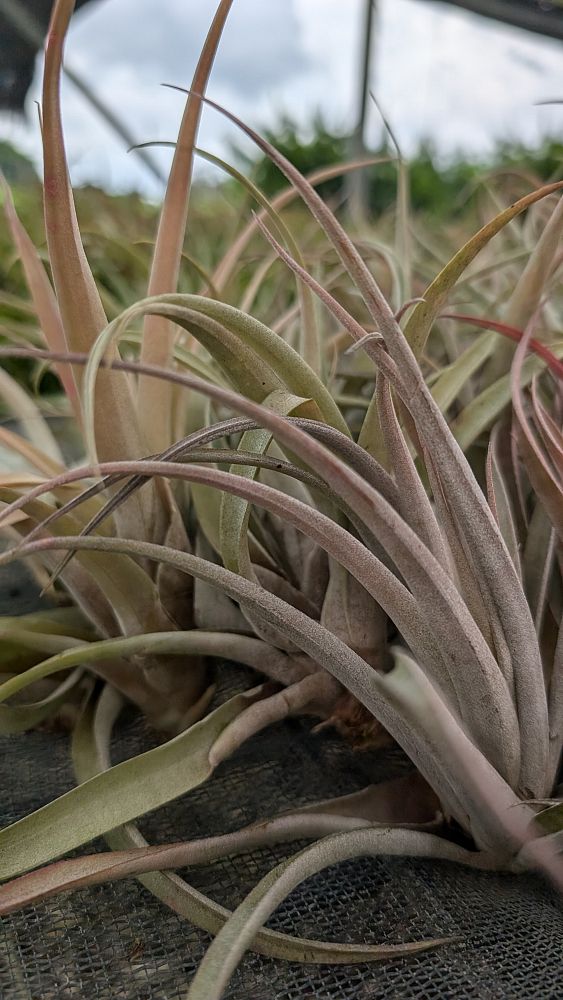 tillandsia-air-plant-bromeliad