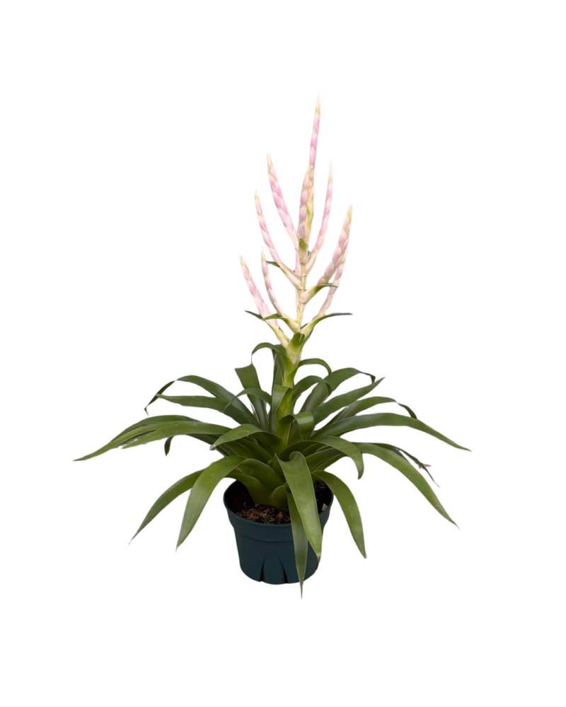tillandsia-air-plant-bromeliad