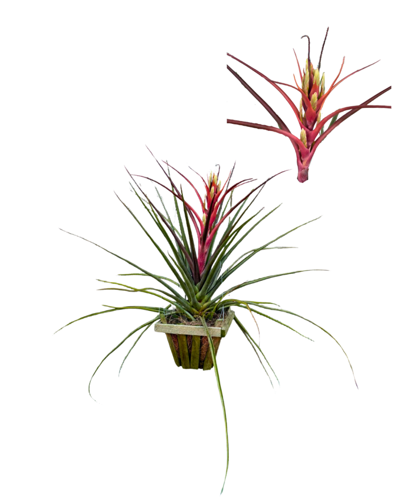 tillandsia-air-plant-bromeliad