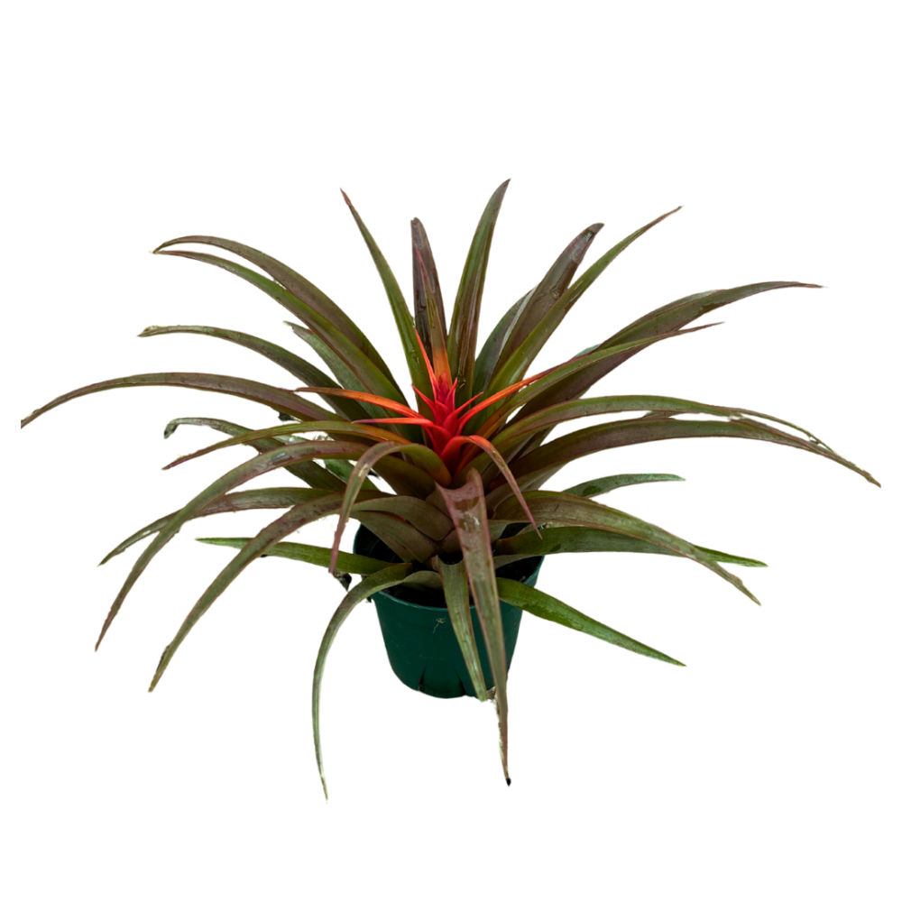 tillandsia-air-plant-bromeliad