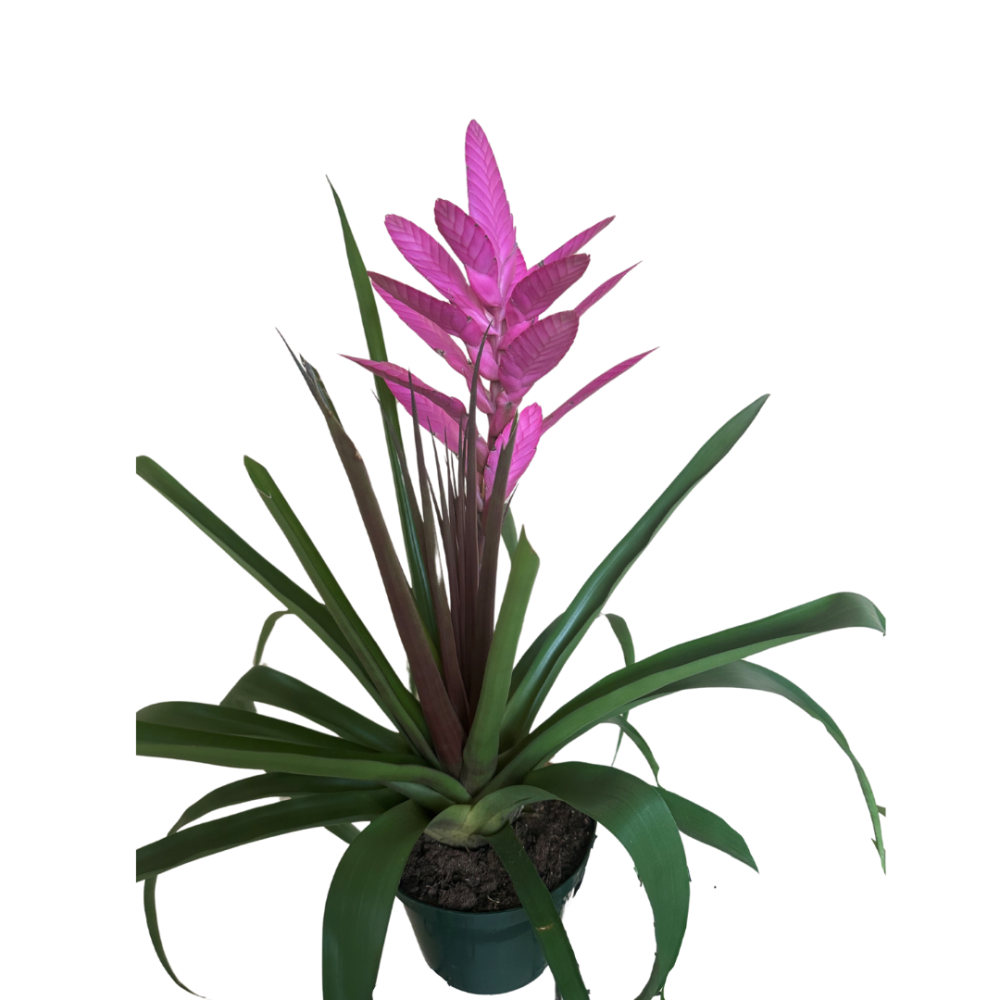 tillandsia-antonio-air-plant-bromeliad